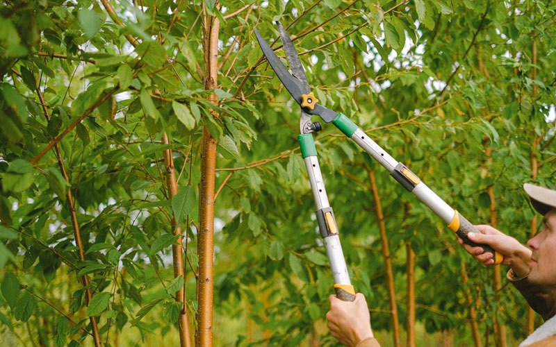 Tree trimming in Somers, MT