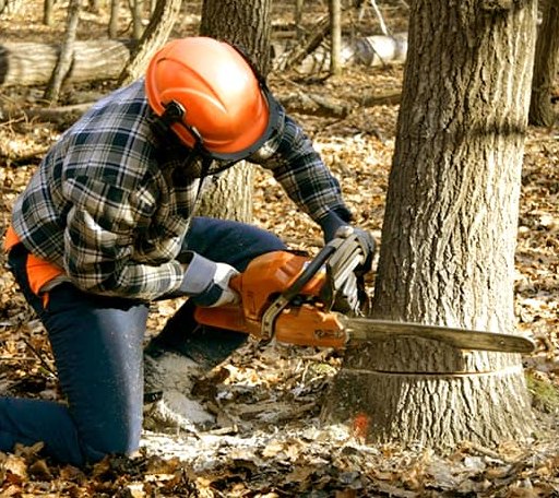 Tree Removal in Somers, MT